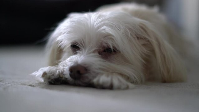 Small white creme colored dog morkie maltese yorkshire mix falling asleep laying down