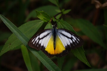 butterfly on flower
