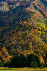 Fototapeta premium 美しい山肌の紅葉