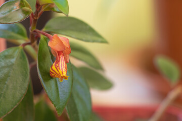 A Nematanthus goldfish plant in bloom - Selective focus on the flower. Concept for care Nematanthus