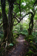 fine path through thick autumn forest