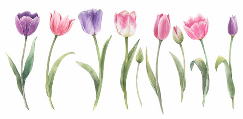 Beautiful floral set with watercolor spring tulip flowers. Stock illustration. - obrazy, fototapety, plakaty