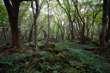 dense autumn forest with fern and old trees