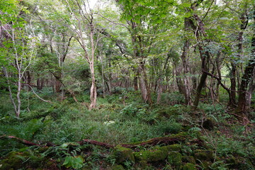 dense autumn forest with fern and old trees