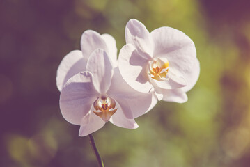 White Orchid branch on green natural background
