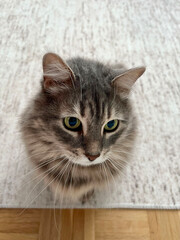 Fototapeta na wymiar tabby cat sitting on carpet in living room