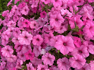 many beautiful pink petunia flowers outdoors background