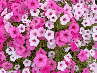 many beautiful pink petunia flowers outdoors background