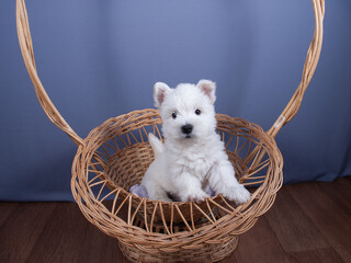 white west highland terrier dog puppy in basket with red and yellow skeins on gray  background