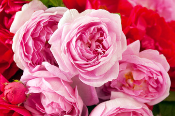 Beautiful fresh pink roses bunch isolated  background