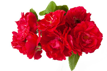 Beautiful red roses bunch isolated on white background