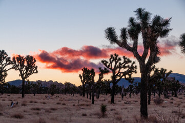 Fototapeta na wymiar Overview of the Joshua Tree national park, showing sparsely distributed trees scattered around the rock formations. Pink clouds accentuate the rising sun.