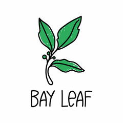 bay leaf, drawn element in doodle style. Packaging design template logo and emblem - herbs and spices - laurel leaf. Logo in a fashionable linear style.