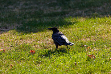 Crow on grass field in park