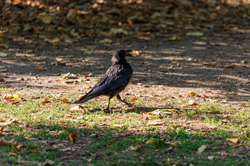Crow on grass field in park