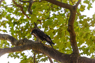 Crow on tree branch in park