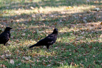 Crow on grass field in park
