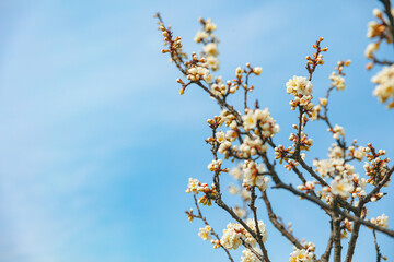 The first flower that heralds spring has bloomed