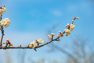 The first flower that heralds spring has bloomed