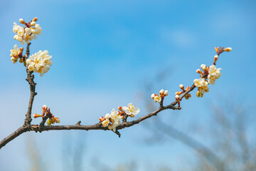 The first flower that heralds spring has bloomed