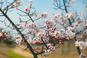 The first flower that heralds spring has bloomed