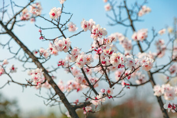 The first flower that heralds spring has bloomed