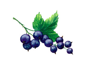 Black currant bunch with a green leaf on a stem, painted in watercolor, isolated on a white background.