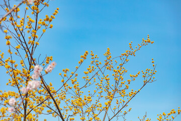 The first flower that heralds spring has bloomed