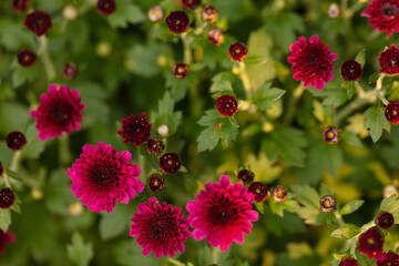 Pink Mums, flowers in the garden