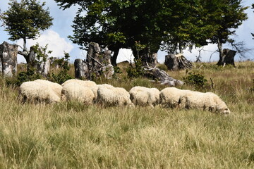A herd of sheep grazing in pastures in Romania. Mountainous pastures with green grass. Driving the herd into the valley to milk and shear wool.