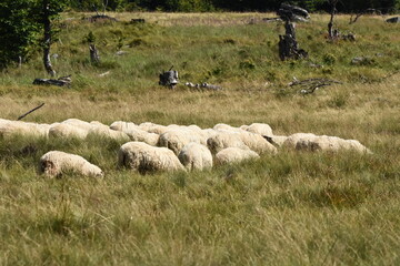 A herd of sheep grazing in pastures in Romania. Mountainous pastures with green grass. Driving the herd into the valley to milk and shear wool.