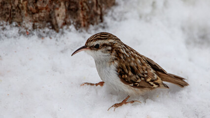 A pika in the snow near a tree looking for small seeds