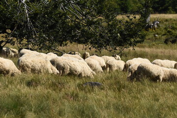 Fototapeta premium A herd of sheep grazing in pastures in Romania. Mountainous pastures with green grass. Driving the herd into the valley to milk and shear wool.