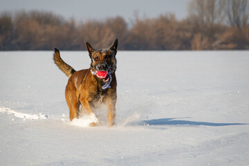 Belgian Shepherd Malinois in deep snow playing with a ball
