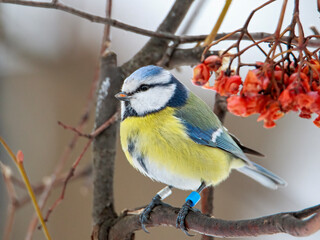 Blue tit on a branch feasts on mountain ash