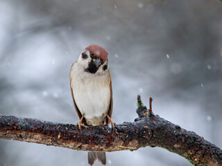 Lone sparrow on a branch under the snow