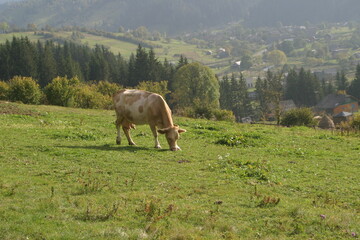cows in the mountains