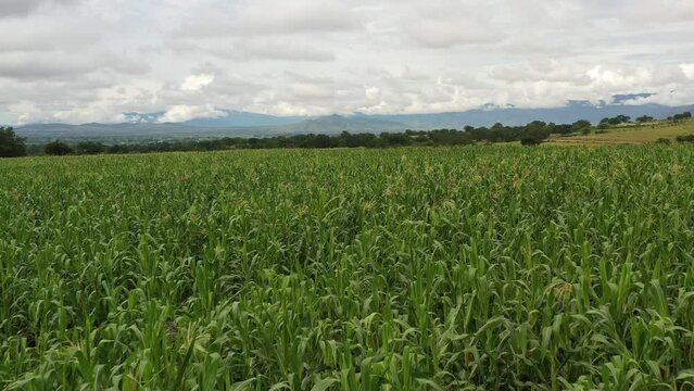 An aerial camera over a corn field