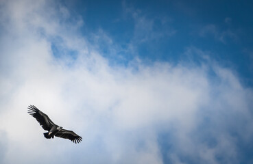 Bald eagle soaring in blue sky