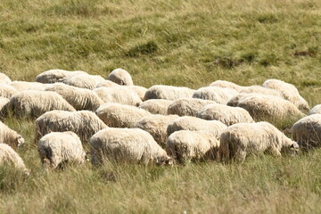 A herd of sheep grazing in pastures in Romania. Mountainous pastures with green grass. Driving the herd into the valley to milk and shear wool.