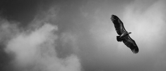 Bald eagle soaring in blue sky