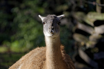 Obraz premium Le lama