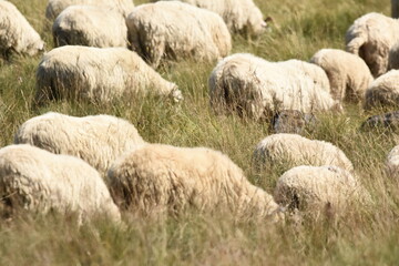 A herd of sheep grazing in pastures in Romania. Mountainous pastures with green grass. Driving the herd into the valley to milk and shear wool.