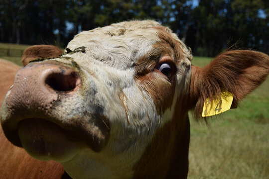 A brown and white bull with poo on it's nose looks comically at the camera