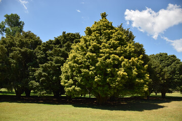 Fototapeta na wymiar Lovely green trees on a large park in summertime
