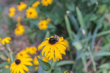 Garden with spring blooming flowers
