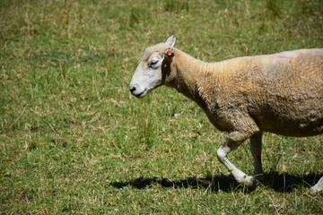 Obraz premium A grazing sheep walks through a summer field
