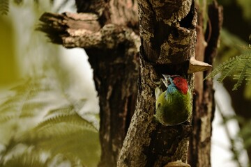 blue throated barbet