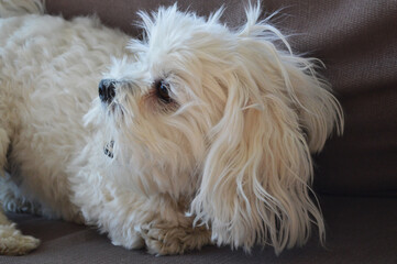 An adorable characterful Bichon dog