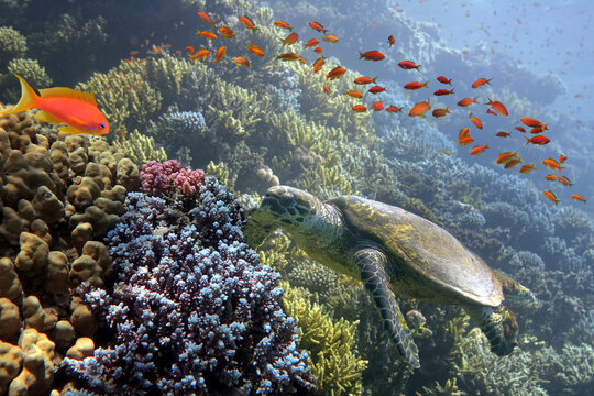 Green sea turtle swimming among colorful coral